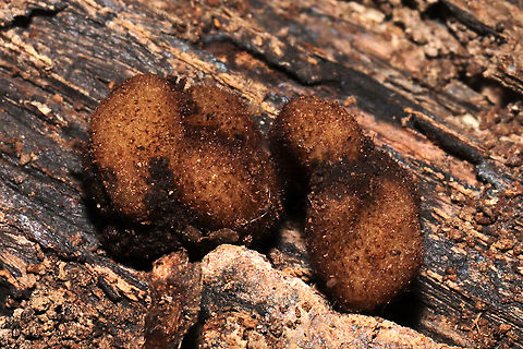 Genea sp. I found these hollow, amorphous fungi found under a log, in soil (and surrounded by mycelia). At a dense mixed forest edge, under mostly hickory and oak trees. Gordon County, GA, US. January 20, 2021. This was a cluster of two that easily popped apart into two pieces in my hands. They were quite fuzzy!
If I can relocate them, I'm sending these off for sequencing and study at the University of Florida! There is a research team working on this rare and wonderful genus right now...and trying to sort out and name North American species. 
https://www.jungledragon.com/image/107680/genea_sp.html
https://www.jungledragon.com/image/107679/genea_sp.html
https://www.jungledragon.com/image/107677/genea_sp.html  Geotagged,United States,Winter