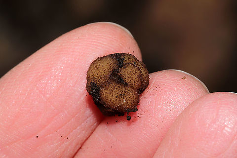Genea sp. I found these hollow, amorphous fungi found under a log, in soil (and surrounded by mycelia). At a dense mixed forest edge, under mostly hickory and oak trees. Gordon County, GA, US. January 20, 2021. This was a cluster of two that easily popped apart into two pieces in my hands. They were quite fuzzy!
If I can relocate them, I'm sending these off for sequencing and study at the University of Florida! There is a research team working on this rare and wonderful genus right now...and trying to sort out and name North American species.
https://www.jungledragon.com/image/107680/genea_sp.html
https://www.jungledragon.com/image/107678/genea_sp.html
https://www.jungledragon.com/image/107677/genea_sp.html  Geotagged,United States,Winter