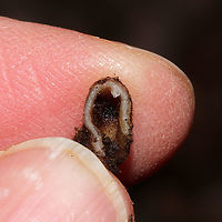 Genea sp. I found these hollow, amorphous fungi found under a log, in soil (and surrounded by mycelia). At a dense mixed forest edge, under mostly hickory and oak trees. Gordon County, GA, US. January 20, 2021. This was a cluster of two that easily popped apart into two pieces in my hands. They were quite fuzzy!<br />
<br />
If I can relocate them, I'm sending these off for sequencing and study at the University of Florida! There is a research team working on this rare and wonderful genus right now...and trying to sort out and name North American species. <br />
https://www.jungledragon.com/image/107679/genea_sp.html<br />
https://www.jungledragon.com/image/107678/genea_sp.html<br />
https://www.jungledragon.com/image/107677/genea_sp.html Geotagged,United States,Winter