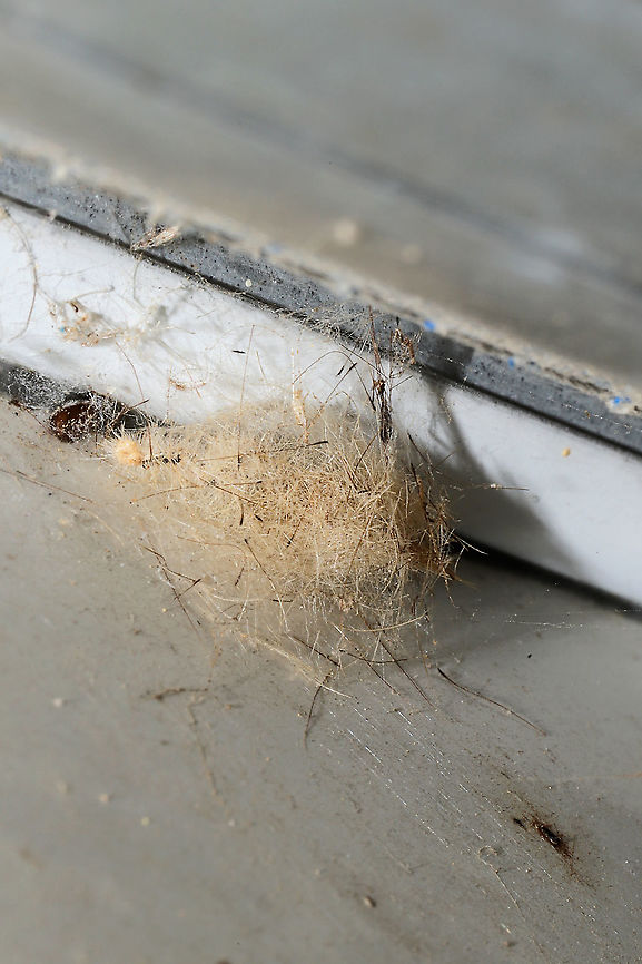 White-marked Tussock Moth Cocoon (Orgyia leucostigma) ♂ in a crevice above my camper door. At a dense mixed forest edge. Easily identified as this species as there are the black-tipped setae which are incorporated into the cocoon! <br />
Check out Christine's photo here to get a look at the "clubbed" black setae (at the anterior and posterior ends of the caterpillar):<br />
<figure class="photo"><a href="https://www.jungledragon.com/image/63378/white-marked_tussock_moth_caterpillar_-_orgyia_leucostigma.html" title="White-marked tussock moth caterpillar - Orgyia leucostigma"><img src="https://s3.amazonaws.com/media.jungledragon.com/images/3232/63378_thumb.jpg?AWSAccessKeyId=05GMT0V3GWVNE7GGM1R2&Expires=1769040010&Signature=%2F9G1HyKIE9Md6%2BlDTo9D1uldyOc%3D" width="200" height="152" alt="White-marked tussock moth caterpillar - Orgyia leucostigma This caterpillar has been frustrating me for several years now. Each summer, I try to get a sharp, side profile shot of it, and every year, I fail. This is my best attempt so far, so I decided to post it and will keep trying until I get a clear shot.<br />
<br />
Bright red head, yellow middorsal tufts on A1-A4, and a black middorsal stripe that is flanked by yellow subdorsal stripes. It was about 3 cm long.<br />
<br />
 Spotted in a deciduous forest. <br />
https://www.jungledragon.com/image/63376/white-marked_tussock_moth_caterpillar_-_orgyia_leucostigma.html Geotagged,Orgyia leucostigma,Summer,United States,White-marked tussock moth,caterpillar,orgyia" /></a></figure><br />
<br />
I'm assuming this is a male cocoon as there are is no egg mass laid on top of this, but I'm also wondering if this is a female coccoon-and the assassin bug nymphs possibly ate the eggs/frothy mass? There are Reduuvid exuviae all around it! Geotagged,Orgyia leucostigma,United States,White-marked tussock moth,Winter