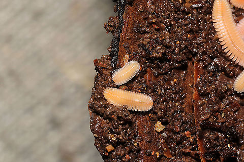Brachycybe lecontii - Immatures Immature millipedes under loblolly pine bark.
 Brachycybe lecontii,Geotagged,United States,Winter