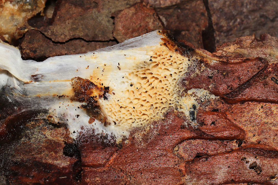 Wrightoporia austrosinensis (aka "Bubblegum Fungus") This fantastically stretchy fungus was discovered under the bark of what I'm assuming was a fallen/rotting loblolly pine (Virginia pine was nearby as well). In a moist mixed forest valley (near underground springs), Gordon County, GA, US. January 2021. There was infection throughout the interior wood as well. It felt like a mix between stretchy bubblegum and slightly sticky spider webs!<br />
<br />
Check out this video of the stretchiness in action!<br />
<section class="video"><iframe width="448" height="252" src="https://player.vimeo.com/video/504067873?title=0&byline=0&portrait=0" frameborder="0"></iframe></section><br />
<br />
Bill Sheehan made me aware of this fungus a few years back, when he posted an observation from the Athens, GA, area. <br />
<br />
<figure class="photo"><a href="https://www.jungledragon.com/image/107744/wrightoporia_austrosinensis_aka_bubblegum_fungus.html" title="Wrightoporia austrosinensis (aka "Bubblegum Fungus")"><img src="https://s3.amazonaws.com/media.jungledragon.com/images/3231/107744_thumb.jpg?AWSAccessKeyId=05GMT0V3GWVNE7GGM1R2&Expires=1759968010&Signature=W8z1d%2FLLEDfC1Guc9b%2FaSnzsBVk%3D" width="200" height="134" alt="Wrightoporia austrosinensis (aka "Bubblegum Fungus") This fantastically stretchy fungus was discovered under the bark of what I'm assuming was a fallen/rotting loblolly pine (Virginia pine was nearby as well). In a moist mixed forest valley (near underground springs), Gordon County, GA, US. January 2021. There was infection throughout the interior wood as well. It felt like a mix between stretchy bubblegum and slightly sticky spider webs!<br />
<br />
Check out this video of the stretchiness in action!<br />
https://vimeo.com/504067873<br />
<br />
Bill Sheehan made me aware of this fungus a few years back, when he posted an observation from the Athens, GA, area.<br />
<br />
https://www.jungledragon.com/image/107743/wrightoporia_austrosinensis_aka_bubblegum_fungus.html<br />
https://www.jungledragon.com/image/107742/wrightoporia_austrosinensis_aka_bubblegum_fungus.html<br />
https://www.jungledragon.com/image/107741/wrightoporia_austrosinensis_aka_bubblegum_fungus.html Geotagged,United States,Winter,Wrightoporia austrosinensis" /></a></figure><br />
<figure class="photo"><a href="https://www.jungledragon.com/image/107742/wrightoporia_austrosinensis_aka_bubblegum_fungus.html" title="Wrightoporia austrosinensis (aka "Bubblegum Fungus")"><img src="https://s3.amazonaws.com/media.jungledragon.com/images/3231/107742_thumb.jpg?AWSAccessKeyId=05GMT0V3GWVNE7GGM1R2&Expires=1759968010&Signature=ALUmMgu6PFtiQBlQ9eF6njQQmEU%3D" width="112" height="152" alt="Wrightoporia austrosinensis (aka "Bubblegum Fungus") This fantastically stretchy fungus was discovered under the bark of what I'm assuming was a fallen/rotting loblolly pine (Virginia pine was nearby as well). In a moist mixed forest valley (near underground springs), Gordon County, GA, US. January 2021. There was infection throughout the interior wood as well. It felt like a mix between stretchy bubblegum and slightly sticky spider webs!<br />
<br />
Check out this video of the stretchiness in action!<br />
https://vimeo.com/504067873<br />
<br />
Bill Sheehan made me aware of this fungus a few years back, when he posted an observation from the Athens, GA, area.<br />
<br />
https://www.jungledragon.com/image/107744/wrightoporia_austrosinensis_aka_bubblegum_fungus.html<br />
https://www.jungledragon.com/image/107743/wrightoporia_austrosinensis_aka_bubblegum_fungus.html<br />
https://www.jungledragon.com/image/107741/wrightoporia_austrosinensis_aka_bubblegum_fungus.html Geotagged,United States,Winter,Wrightoporia austrosinensis" /></a></figure><br />
<figure class="photo"><a href="https://www.jungledragon.com/image/107743/wrightoporia_austrosinensis_aka_bubblegum_fungus.html" title="Wrightoporia austrosinensis (aka "Bubblegum Fungus")"><img src="https://s3.amazonaws.com/media.jungledragon.com/images/3231/107743_thumb.jpg?AWSAccessKeyId=05GMT0V3GWVNE7GGM1R2&Expires=1759968010&Signature=6aI7uM6YFXybDFU6z94%2BgEdvElI%3D" width="200" height="134" alt="Wrightoporia austrosinensis (aka "Bubblegum Fungus") This fantastically stretchy fungus was discovered under the bark of what I'm assuming was a fallen/rotting loblolly pine (Virginia pine was nearby as well). In a moist mixed forest valley (near underground springs), Gordon County, GA, US. January 2021. There was infection throughout the interior wood as well. It felt like a mix between stretchy bubblegum and slightly sticky spider webs!<br />
<br />
Check out this video of the stretchiness in action!<br />
https://vimeo.com/504067873<br />
<br />
Bill Sheehan made me aware of this fungus a few years back, when he posted an observation from the Athens, GA, area.<br />
<br />
https://www.jungledragon.com/image/107744/wrightoporia_austrosinensis_aka_bubblegum_fungus.html<br />
https://www.jungledragon.com/image/107742/wrightoporia_austrosinensis_aka_bubblegum_fungus.html<br />
https://www.jungledragon.com/image/107741/wrightoporia_austrosinensis_aka_bubblegum_fungus.html Geotagged,United States,Winter,Wrightoporia austrosinensis" /></a></figure> Geotagged,United States,Winter,Wrightoporia austrosinensis