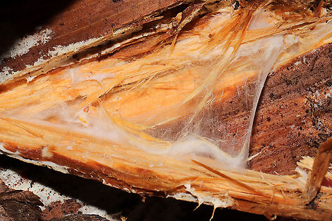 Wrightoporia austrosinensis (aka "Bubblegum Fungus") This fantastically stretchy fungus was discovered under the bark of what I'm assuming was a fallen/rotting loblolly pine (Virginia pine was nearby as well). In a moist mixed forest valley (near underground springs), Gordon County, GA, US. January 2021. There was infection throughout the interior wood as well. It felt like a mix between stretchy bubblegum and slightly sticky spider webs!
Check out this video of the stretchiness in action!
https://vimeo.com/504067873
Bill Sheehan made me aware of this fungus a few years back, when he posted an observation from the Athens, GA, area.
https://www.jungledragon.com/image/107744/wrightoporia_austrosinensis_aka_bubblegum_fungus.html
https://www.jungledragon.com/image/107742/wrightoporia_austrosinensis_aka_bubblegum_fungus.html
https://www.jungledragon.com/image/107741/wrightoporia_austrosinensis_aka_bubblegum_fungus.html Geotagged,United States,Winter,Wrightoporia austrosinensis