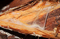 Wrightoporia austrosinensis (aka "Bubblegum Fungus") This fantastically stretchy fungus was discovered under the bark of what I'm assuming was a fallen/rotting loblolly pine (Virginia pine was nearby as well). In a moist mixed forest valley (near underground springs), Gordon County, GA, US. January 2021. There was infection throughout the interior wood as well. It felt like a mix between stretchy bubblegum and slightly sticky spider webs!<br />
<br />
Check out this video of the stretchiness in action!<br />
https://vimeo.com/504067873<br />
<br />
Bill Sheehan made me aware of this fungus a few years back, when he posted an observation from the Athens, GA, area.<br />
<br />
https://www.jungledragon.com/image/107744/wrightoporia_austrosinensis_aka_bubblegum_fungus.html<br />
https://www.jungledragon.com/image/107742/wrightoporia_austrosinensis_aka_bubblegum_fungus.html<br />
https://www.jungledragon.com/image/107741/wrightoporia_austrosinensis_aka_bubblegum_fungus.html Geotagged,United States,Winter,Wrightoporia austrosinensis