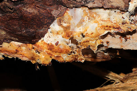Wrightoporia austrosinensis (aka "Bubblegum Fungus") This fantastically stretchy fungus was discovered under the bark of what I'm assuming was a fallen/rotting loblolly pine (Virginia pine was nearby as well). In a moist mixed forest valley (near underground springs), Gordon County, GA, US. January 2021. There was infection throughout the interior wood as well. It felt like a mix between stretchy bubblegum and slightly sticky spider webs!

Check out this video of the stretchiness in action!
https://vimeo.com/504067873

Bill Sheehan made me aware of this fungus a few years back, when he posted an observation from the Athens, GA, area.

https://www.jungledragon.com/image/107743/wrightoporia_austrosinensis_aka_bubblegum_fungus.html
https://www.jungledragon.com/image/107742/wrightoporia_austrosinensis_aka_bubblegum_fungus.html
https://www.jungledragon.com/image/107741/wrightoporia_austrosinensis_aka_bubblegum_fungus.html Geotagged,United States,Winter,Wrightoporia austrosinensis