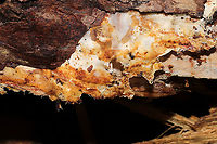 Wrightoporia austrosinensis (aka "Bubblegum Fungus") This fantastically stretchy fungus was discovered under the bark of what I'm assuming was a fallen/rotting loblolly pine (Virginia pine was nearby as well). In a moist mixed forest valley (near underground springs), Gordon County, GA, US. January 2021. There was infection throughout the interior wood as well. It felt like a mix between stretchy bubblegum and slightly sticky spider webs!<br />
<br />
Check out this video of the stretchiness in action!<br />
https://vimeo.com/504067873<br />
<br />
Bill Sheehan made me aware of this fungus a few years back, when he posted an observation from the Athens, GA, area.<br />
<br />
https://www.jungledragon.com/image/107743/wrightoporia_austrosinensis_aka_bubblegum_fungus.html<br />
https://www.jungledragon.com/image/107742/wrightoporia_austrosinensis_aka_bubblegum_fungus.html<br />
https://www.jungledragon.com/image/107741/wrightoporia_austrosinensis_aka_bubblegum_fungus.html Geotagged,United States,Winter,Wrightoporia austrosinensis