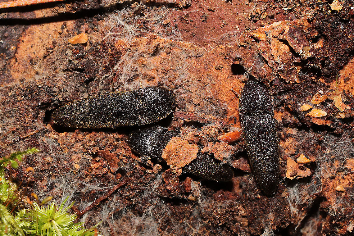 Melanotus communis-complex Click beetles huddled under Loblolly Pine (Pinus taeda) bark (at the base of a live tree). In a dense mixed forest understory. <br />
<figure class="photo"><a href="https://www.jungledragon.com/image/107780/melanotus_communis-complex.html" title="Melanotus communis-complex"><img src="https://s3.amazonaws.com/media.jungledragon.com/images/3231/107780_thumb.jpg?AWSAccessKeyId=05GMT0V3GWVNE7GGM1R2&Expires=1759968010&Signature=jvo5iN%2Bop4zHoFiSZ%2F%2B%2F6ALoUQU%3D" width="200" height="134" alt="Melanotus communis-complex Click beetles huddled under Loblolly Pine (Pinus taeda) bark (at the base of a live tree). In a dense mixed forest understory. <br />
https://www.jungledragon.com/image/107779/melanotus_communis-complex.html<br />
https://www.jungledragon.com/image/107778/melanotus_communis-complex.html Geotagged,Melanotus communis,Melanotus communis-complex,United States,Winter" /></a></figure><br />
<figure class="photo"><a href="https://www.jungledragon.com/image/107779/melanotus_communis-complex.html" title="Melanotus communis-complex"><img src="https://s3.amazonaws.com/media.jungledragon.com/images/3231/107779_thumb.jpg?AWSAccessKeyId=05GMT0V3GWVNE7GGM1R2&Expires=1759968010&Signature=NcLuQxw%2Fdy6PV9Wn01ZjeQ0Nwxc%3D" width="200" height="134" alt="Melanotus communis-complex Click beetles huddled under Loblolly Pine (Pinus taeda) bark (at the base of a live tree). In a dense mixed forest understory. <br />
https://www.jungledragon.com/image/107780/melanotus_communis-complex.html<br />
https://www.jungledragon.com/image/107778/melanotus_communis-complex.html Geotagged,Melanotus communis,Melanotus communis-complex,United States,Winter" /></a></figure> Geotagged,Melanotus communis,Melanotus communis-complex,United States,Winter