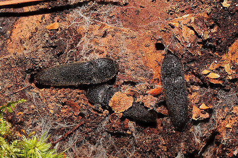 Melanotus communis-complex Click beetles huddled under Loblolly Pine (Pinus taeda) bark (at the base of a live tree). In a dense mixed forest understory. 
https://www.jungledragon.com/image/107780/melanotus_communis-complex.html
https://www.jungledragon.com/image/107779/melanotus_communis-complex.html Geotagged,Melanotus communis,Melanotus communis-complex,United States,Winter