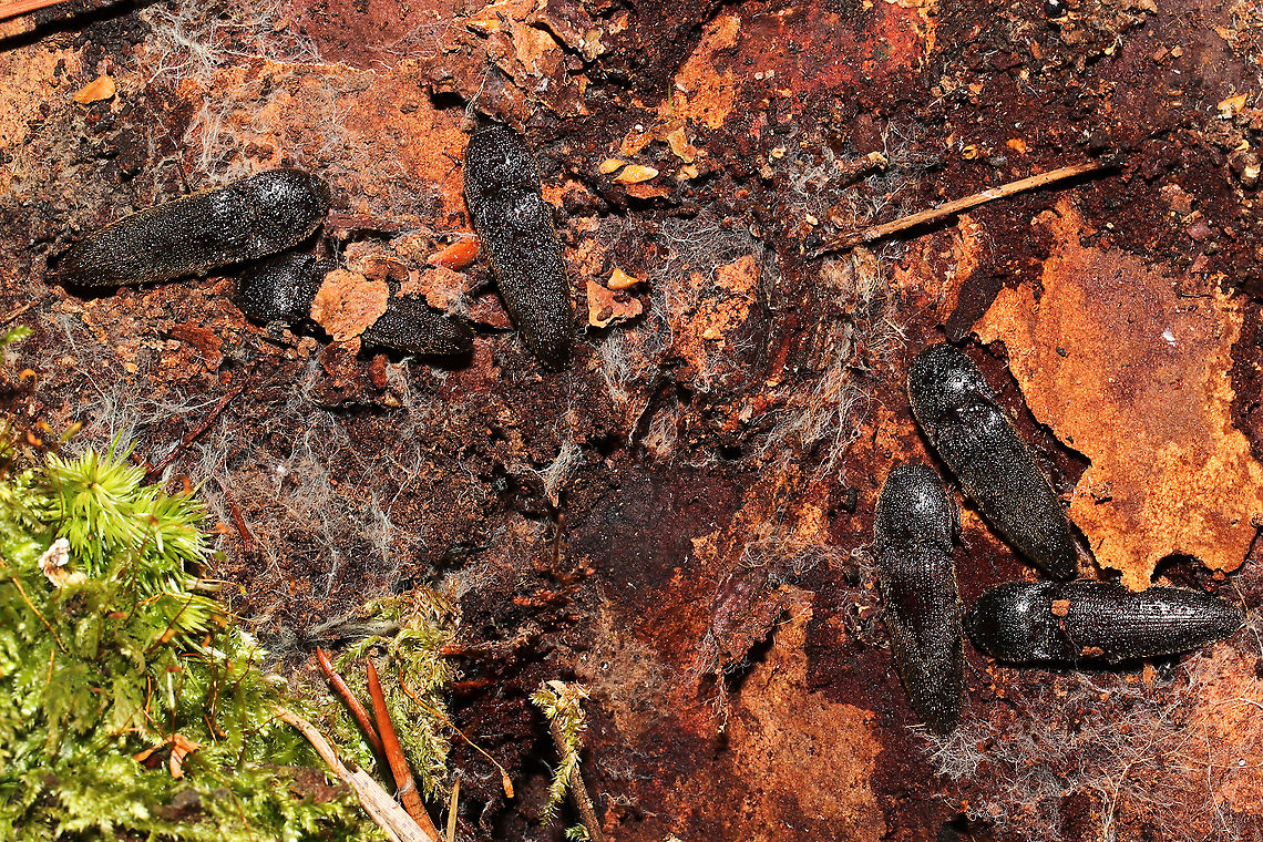 Melanotus communis-complex Click beetles huddled under Loblolly Pine (Pinus taeda) bark (at the base of a live tree). In a dense mixed forest understory. <br />
<figure class="photo"><a href="https://www.jungledragon.com/image/107780/melanotus_communis-complex.html" title="Melanotus communis-complex"><img src="https://s3.amazonaws.com/media.jungledragon.com/images/3231/107780_thumb.jpg?AWSAccessKeyId=05GMT0V3GWVNE7GGM1R2&Expires=1767225610&Signature=gaiKLX5HL3%2BQCctlP0sA3BKQNX8%3D" width="200" height="134" alt="Melanotus communis-complex Click beetles huddled under Loblolly Pine (Pinus taeda) bark (at the base of a live tree). In a dense mixed forest understory. <br />
https://www.jungledragon.com/image/107779/melanotus_communis-complex.html<br />
https://www.jungledragon.com/image/107778/melanotus_communis-complex.html Geotagged,Melanotus communis,Melanotus communis-complex,United States,Winter" /></a></figure><br />
<figure class="photo"><a href="https://www.jungledragon.com/image/107778/melanotus_communis-complex.html" title="Melanotus communis-complex"><img src="https://s3.amazonaws.com/media.jungledragon.com/images/3231/107778_thumb.jpg?AWSAccessKeyId=05GMT0V3GWVNE7GGM1R2&Expires=1767225610&Signature=qoOPTpfkAH02vSUwMG2VIq64HTE%3D" width="200" height="134" alt="Melanotus communis-complex Click beetles huddled under Loblolly Pine (Pinus taeda) bark (at the base of a live tree). In a dense mixed forest understory. <br />
https://www.jungledragon.com/image/107780/melanotus_communis-complex.html<br />
https://www.jungledragon.com/image/107779/melanotus_communis-complex.html Geotagged,Melanotus communis,Melanotus communis-complex,United States,Winter" /></a></figure> Geotagged,Melanotus communis,Melanotus communis-complex,United States,Winter