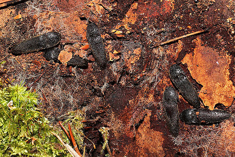 Melanotus communis-complex Click beetles huddled under Loblolly Pine (Pinus taeda) bark (at the base of a live tree). In a dense mixed forest understory. 
https://www.jungledragon.com/image/107780/melanotus_communis-complex.html
https://www.jungledragon.com/image/107778/melanotus_communis-complex.html Geotagged,Melanotus communis,Melanotus communis-complex,United States,Winter