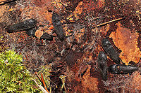 Melanotus communis-complex Click beetles huddled under Loblolly Pine (Pinus taeda) bark (at the base of a live tree). In a dense mixed forest understory. <br />
https://www.jungledragon.com/image/107780/melanotus_communis-complex.html<br />
https://www.jungledragon.com/image/107778/melanotus_communis-complex.html Geotagged,Melanotus communis,Melanotus communis-complex,United States,Winter