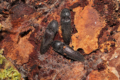 Melanotus communis-complex Click beetles huddled under Loblolly Pine (Pinus taeda) bark (at the base of a live tree). In a dense mixed forest understory. 
https://www.jungledragon.com/image/107779/melanotus_communis-complex.html
https://www.jungledragon.com/image/107778/melanotus_communis-complex.html Geotagged,Melanotus communis,Melanotus communis-complex,United States,Winter