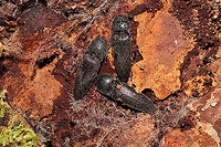 Melanotus communis-complex Click beetles huddled under Loblolly Pine (Pinus taeda) bark (at the base of a live tree). In a dense mixed forest understory. <br />
https://www.jungledragon.com/image/107779/melanotus_communis-complex.html<br />
https://www.jungledragon.com/image/107778/melanotus_communis-complex.html Geotagged,Melanotus communis,Melanotus communis-complex,United States,Winter