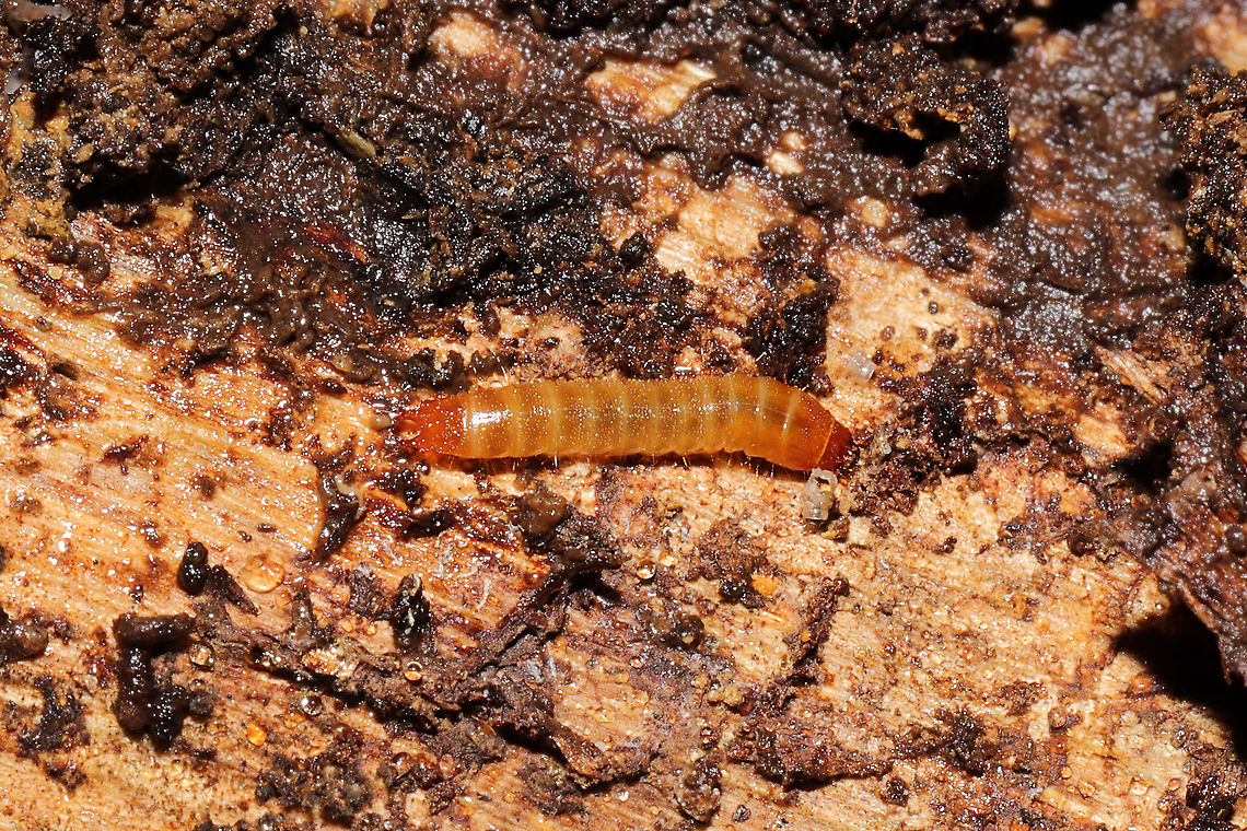 Elaterid Beetle Larva? Larva under pine bark in a dense mixed forest understory.<br />
 Elateridae,Geotagged,United States,Winter