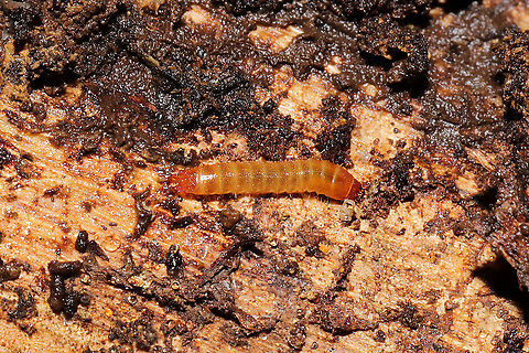 Elaterid Beetle Larva? Larva under pine bark in a dense mixed forest understory.
 Elateridae,Geotagged,United States,Winter