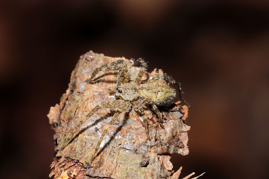 White-banded Fishing Spider (Dolomedes albineus) ♂ Lichen-colored spider under a piece of bark in a mixed forest understory.<br />
<figure class="photo"><a href="https://www.jungledragon.com/image/107783/white-banded_fishing_spider_dolomedes_albineus_.html" title="White-banded Fishing Spider (Dolomedes albineus) ♂"><img src="https://s3.amazonaws.com/media.jungledragon.com/images/3231/107783_thumb.jpg?AWSAccessKeyId=05GMT0V3GWVNE7GGM1R2&Expires=1759968010&Signature=rlKKHMsfSkq%2BWual4FVRNo8cLqk%3D" width="200" height="134" alt="White-banded Fishing Spider (Dolomedes albineus) ♂ Lichen-colored spider under a piece of bark in a mixed forest understory.<br />
https://www.jungledragon.com/image/107782/well-camouflaged_spider_lycosidae.html Dolomedes albineus,Geotagged,United States,White-Banded Fishing Spider,Winter" /></a></figure><br />
<br />
 Dolomedes albineus,Geotagged,United States,White-Banded Fishing Spider,Winter