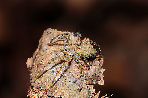 White-banded Fishing Spider (Dolomedes albineus) ♂ Lichen-colored spider under a piece of bark in a mixed forest understory.
https://www.jungledragon.com/image/107783/well-camouflaged_spider_lycosidae.html

 Dolomedes albineus,Geotagged,United States,White-Banded Fishing Spider,Winter