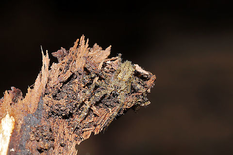 White-banded Fishing Spider (Dolomedes albineus) ♂ Lichen-colored spider under a piece of bark in a mixed forest understory.
https://www.jungledragon.com/image/107782/well-camouflaged_spider_lycosidae.html Dolomedes albineus,Geotagged,United States,White-Banded Fishing Spider,Winter