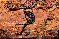 Northern Slimy Salamander (Plethodon glutinosus) Under the bark of a rotting log on a moist forested trail. At Hidden Pond Songbird trail in Murray County, GA. I was only able to pull off one shot before it dropped into the leaf litter and disappeared! Geotagged,Northern slimy salamander,Plethodon glutinosus,United States,Winter