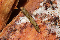 Casebearer or Bagworm Moth larva? Casebearer moth or bagworm moth of some sort? Empty pupa nearby. These were found below loblolly pine bark in a moist forest understory. The cases almost looked exactly like Juniperus leaves/needles, and I almost overlooked them (but there were no Juniperus trees in the immediate vicinity)! <br />
https://www.jungledragon.com/image/108036/casebearer_or_bagworm_moth_larvae_pupa.html<br />
https://www.jungledragon.com/image/108035/casebearer_or_bagworm_moth_larva.html<br />
<br />
More shots here:<br />
https://www.inaturalist.org/observations/68594283<br />
 Geotagged,United States,Winter
