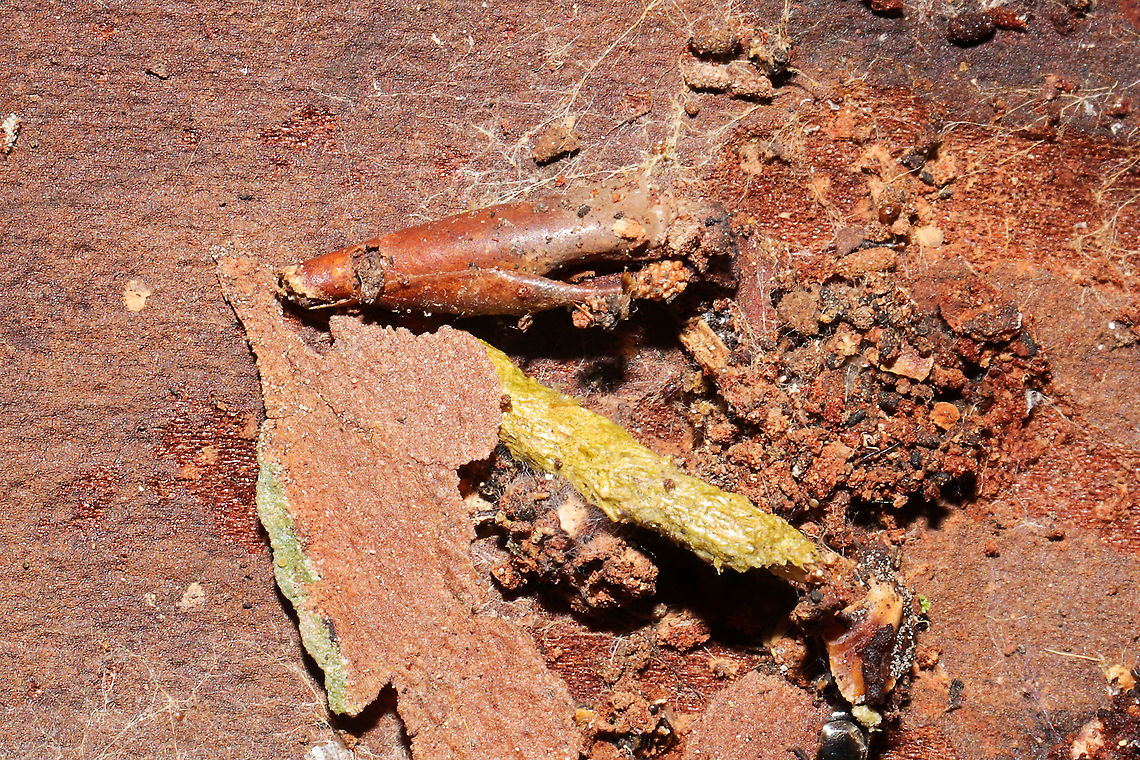 Casebearer or Bagworm Moth Larva & Pupa Casebearer moth or bagworm moth of some sort? Empty pupa nearby. These were found below loblolly pine bark in a moist forest understory. The cases almost looked exactly like Juniperus leaves/needles, and I almost overlooked them (but there were no Juniperus trees in the immediate vicinity)!<br />
<figure class="photo"><a href="https://www.jungledragon.com/image/108036/casebearer_or_bagworm_moth_larvae_pupa.html" title="Casebearer or Bagworm Moth Larvae &amp; Pupa?"><img src="https://s3.amazonaws.com/media.jungledragon.com/images/3231/108036_thumb.jpg?AWSAccessKeyId=05GMT0V3GWVNE7GGM1R2&Expires=1769040010&Signature=Xy4VCMWj%2FUW3Dscm5bqSndC1%2Fhg%3D" width="200" height="134" alt="Casebearer or Bagworm Moth Larvae &amp; Pupa? Casebearer moth or bagworm moth of some sort? Empty pupa nearby. These were found below loblolly pine bark in a moist forest understory. The cases almost looked exactly like Juniperus leaves/needles, and I almost overlooked them (but there were no Juniperus trees in the immediate vicinity)! <br />
https://www.jungledragon.com/image/108035/casebearer_or_bagworm_moth_larvae_pupa.html<br />
https://www.jungledragon.com/image/108034/casebearer_or_bagworm_moth_larva.html<br />
<br />
More shots here:<br />
https://www.inaturalist.org/observations/68594283<br />
 Geotagged,United States,Winter" /></a></figure><br />
<figure class="photo"><a href="https://www.jungledragon.com/image/108034/casebearer_or_bagworm_moth_larva.html" title="Casebearer or Bagworm Moth larva?"><img src="https://s3.amazonaws.com/media.jungledragon.com/images/3231/108034_thumb.jpg?AWSAccessKeyId=05GMT0V3GWVNE7GGM1R2&Expires=1769040010&Signature=8iGPfTBrGKQKgFDcDNTpQ6yyXSQ%3D" width="200" height="134" alt="Casebearer or Bagworm Moth larva? Casebearer moth or bagworm moth of some sort? Empty pupa nearby. These were found below loblolly pine bark in a moist forest understory. The cases almost looked exactly like Juniperus leaves/needles, and I almost overlooked them (but there were no Juniperus trees in the immediate vicinity)! <br />
https://www.jungledragon.com/image/108036/casebearer_or_bagworm_moth_larvae_pupa.html<br />
https://www.jungledragon.com/image/108035/casebearer_or_bagworm_moth_larva.html<br />
<br />
More shots here:<br />
https://www.inaturalist.org/observations/68594283<br />
 Geotagged,United States,Winter" /></a></figure><br />
<br />
More shots here:<br />
<a href="https://www.inaturalist.org/observations/68594283" rel="nofollow">https://www.inaturalist.org/observations/68594283</a><br />
 Geotagged,United States,Winter
