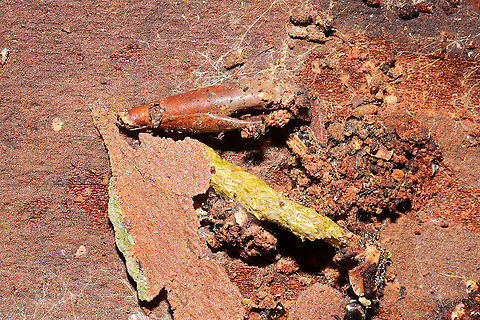 Casebearer or Bagworm Moth Larva & Pupa Casebearer moth or bagworm moth of some sort? Empty pupa nearby. These were found below loblolly pine bark in a moist forest understory. The cases almost looked exactly like Juniperus leaves/needles, and I almost overlooked them (but there were no Juniperus trees in the immediate vicinity)!
https://www.jungledragon.com/image/108036/casebearer_or_bagworm_moth_larvae_pupa.html
https://www.jungledragon.com/image/108034/casebearer_or_bagworm_moth_larva.html
More shots here:
https://www.inaturalist.org/observations/68594283
 Geotagged,United States,Winter