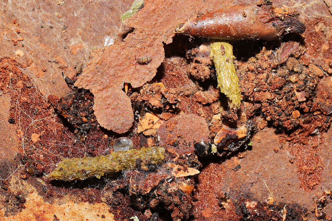 Casebearer or Bagworm Moth Larvae & Pupa? Casebearer moth or bagworm moth of some sort? Empty pupa nearby. These were found below loblolly pine bark in a moist forest understory. The cases almost looked exactly like Juniperus leaves/needles, and I almost overlooked them (but there were no Juniperus trees in the immediate vicinity)! <br />
<figure class="photo"><a href="https://www.jungledragon.com/image/108035/casebearer_or_bagworm_moth_larva_pupa.html" title="Casebearer or Bagworm Moth Larva &amp; Pupa"><img src="https://s3.amazonaws.com/media.jungledragon.com/images/3231/108035_thumb.jpg?AWSAccessKeyId=05GMT0V3GWVNE7GGM1R2&Expires=1759968010&Signature=%2FrNUV1FiEov35X77abPOqroiS1A%3D" width="200" height="134" alt="Casebearer or Bagworm Moth Larva &amp; Pupa Casebearer moth or bagworm moth of some sort? Empty pupa nearby. These were found below loblolly pine bark in a moist forest understory. The cases almost looked exactly like Juniperus leaves/needles, and I almost overlooked them (but there were no Juniperus trees in the immediate vicinity)!<br />
https://www.jungledragon.com/image/108036/casebearer_or_bagworm_moth_larvae_pupa.html<br />
https://www.jungledragon.com/image/108034/casebearer_or_bagworm_moth_larva.html<br />
<br />
More shots here:<br />
https://www.inaturalist.org/observations/68594283<br />
 Geotagged,United States,Winter" /></a></figure><br />
<figure class="photo"><a href="https://www.jungledragon.com/image/108034/casebearer_or_bagworm_moth_larva.html" title="Casebearer or Bagworm Moth larva?"><img src="https://s3.amazonaws.com/media.jungledragon.com/images/3231/108034_thumb.jpg?AWSAccessKeyId=05GMT0V3GWVNE7GGM1R2&Expires=1759968010&Signature=WBkH6s3U4XZ9CwSlNjmVbIJmPao%3D" width="200" height="134" alt="Casebearer or Bagworm Moth larva? Casebearer moth or bagworm moth of some sort? Empty pupa nearby. These were found below loblolly pine bark in a moist forest understory. The cases almost looked exactly like Juniperus leaves/needles, and I almost overlooked them (but there were no Juniperus trees in the immediate vicinity)! <br />
https://www.jungledragon.com/image/108036/casebearer_or_bagworm_moth_larvae_pupa.html<br />
https://www.jungledragon.com/image/108035/casebearer_or_bagworm_moth_larva.html<br />
<br />
More shots here:<br />
https://www.inaturalist.org/observations/68594283<br />
 Geotagged,United States,Winter" /></a></figure><br />
<br />
More shots here:<br />
<a href="https://www.inaturalist.org/observations/68594283" rel="nofollow">https://www.inaturalist.org/observations/68594283</a><br />
 Geotagged,United States,Winter
