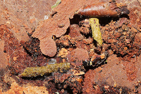 Casebearer or Bagworm Moth Larvae & Pupa? Casebearer moth or bagworm moth of some sort? Empty pupa nearby. These were found below loblolly pine bark in a moist forest understory. The cases almost looked exactly like Juniperus leaves/needles, and I almost overlooked them (but there were no Juniperus trees in the immediate vicinity)! 
https://www.jungledragon.com/image/108035/casebearer_or_bagworm_moth_larvae_pupa.html
https://www.jungledragon.com/image/108034/casebearer_or_bagworm_moth_larva.html

More shots here:
https://www.inaturalist.org/observations/68594283
 Geotagged,United States,Winter