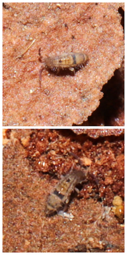 Orchesella celsa Under loblolly pine bark in a dense mixed forest understory.<br />
 Geotagged,Orchesella celsa,United States