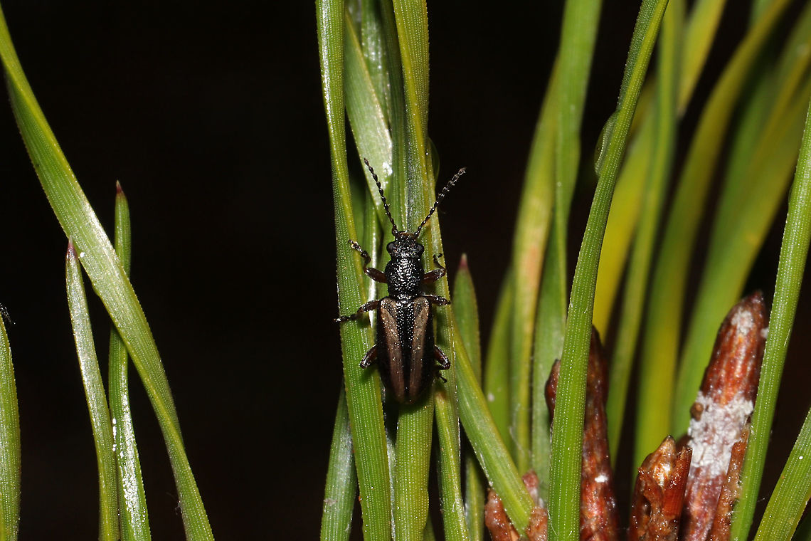 Orsodacne atra On a Virginia pine sapling at a dense mixed forest edge.<br />
<figure class="photo"><a href="https://www.jungledragon.com/image/108042/orsodacne_atra.html" title="Orsodacne atra"><img src="https://s3.amazonaws.com/media.jungledragon.com/images/3231/108042_thumb.jpg?AWSAccessKeyId=05GMT0V3GWVNE7GGM1R2&Expires=1759968010&Signature=H75wqv7lk2QLc7QDGqGVgLQbqCY%3D" width="200" height="134" alt="Orsodacne atra On a Virginia pine sapling at a dense mixed forest edge. <br />
https://www.jungledragon.com/image/108041/unknown_beetle.html<br />
https://www.jungledragon.com/image/108040/unknown_beetle.html Geotagged,Orsodacne atra,United States,Winter" /></a></figure><br />
<figure class="photo"><a href="https://www.jungledragon.com/image/108041/orsodacne_atra.html" title="Orsodacne atra"><img src="https://s3.amazonaws.com/media.jungledragon.com/images/3231/108041_thumb.jpg?AWSAccessKeyId=05GMT0V3GWVNE7GGM1R2&Expires=1759968010&Signature=rkxo4YMQAe6yFhSNqGKvwkdVVYo%3D" width="200" height="134" alt="Orsodacne atra On a Virginia pine sapling at a dense mixed forest edge.<br />
https://www.jungledragon.com/image/108042/unknown_beetle.html<br />
https://www.jungledragon.com/image/108040/unknown_beetle.html Geotagged,Orsodacne atra,United States,Winter" /></a></figure><br />
 Geotagged,Orsodacne atra,United States,Winter