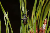 Orsodacne atra On a Virginia pine sapling at a dense mixed forest edge.<br />
https://www.jungledragon.com/image/108042/unknown_beetle.html<br />
https://www.jungledragon.com/image/108041/unknown_beetle.html<br />
 Geotagged,Orsodacne atra,United States,Winter