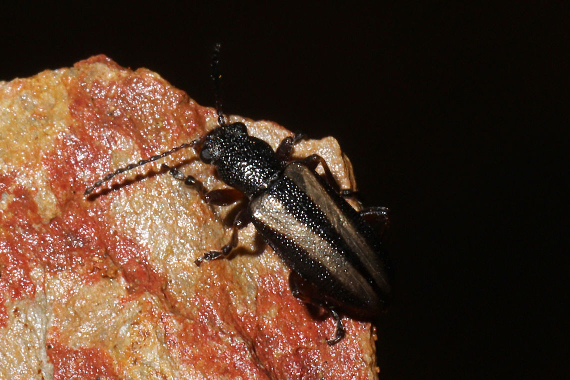Orsodacne atra On a Virginia pine sapling at a dense mixed forest edge.<br />
<figure class="photo"><a href="https://www.jungledragon.com/image/108042/orsodacne_atra.html" title="Orsodacne atra"><img src="https://s3.amazonaws.com/media.jungledragon.com/images/3231/108042_thumb.jpg?AWSAccessKeyId=05GMT0V3GWVNE7GGM1R2&Expires=1759968010&Signature=H75wqv7lk2QLc7QDGqGVgLQbqCY%3D" width="200" height="134" alt="Orsodacne atra On a Virginia pine sapling at a dense mixed forest edge. <br />
https://www.jungledragon.com/image/108041/unknown_beetle.html<br />
https://www.jungledragon.com/image/108040/unknown_beetle.html Geotagged,Orsodacne atra,United States,Winter" /></a></figure><br />
<figure class="photo"><a href="https://www.jungledragon.com/image/108040/orsodacne_atra.html" title="Orsodacne atra"><img src="https://s3.amazonaws.com/media.jungledragon.com/images/3231/108040_thumb.jpg?AWSAccessKeyId=05GMT0V3GWVNE7GGM1R2&Expires=1759968010&Signature=weatEdmnWet1L%2BWrvUdBJ%2BVK3uc%3D" width="200" height="134" alt="Orsodacne atra On a Virginia pine sapling at a dense mixed forest edge.<br />
https://www.jungledragon.com/image/108042/unknown_beetle.html<br />
https://www.jungledragon.com/image/108041/unknown_beetle.html<br />
 Geotagged,Orsodacne atra,United States,Winter" /></a></figure> Geotagged,Orsodacne atra,United States,Winter