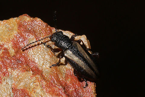 Orsodacne atra On a Virginia pine sapling at a dense mixed forest edge.
https://www.jungledragon.com/image/108042/unknown_beetle.html
https://www.jungledragon.com/image/108040/unknown_beetle.html Geotagged,Orsodacne atra,United States,Winter