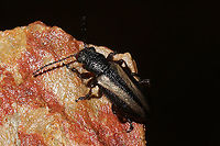 Orsodacne atra On a Virginia pine sapling at a dense mixed forest edge.<br />
https://www.jungledragon.com/image/108042/unknown_beetle.html<br />
https://www.jungledragon.com/image/108040/unknown_beetle.html Geotagged,Orsodacne atra,United States,Winter