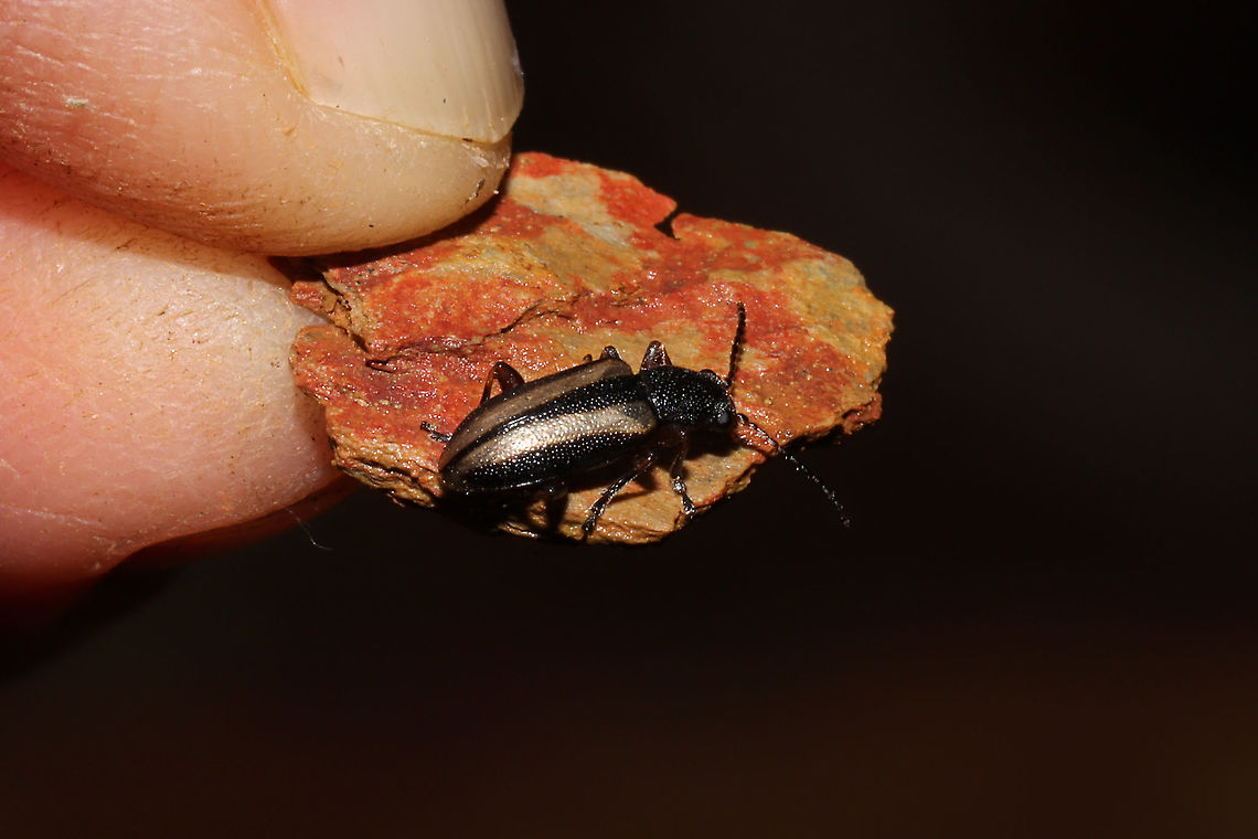 Orsodacne atra On a Virginia pine sapling at a dense mixed forest edge. <br />
<figure class="photo"><a href="https://www.jungledragon.com/image/108041/orsodacne_atra.html" title="Orsodacne atra"><img src="https://s3.amazonaws.com/media.jungledragon.com/images/3231/108041_thumb.jpg?AWSAccessKeyId=05GMT0V3GWVNE7GGM1R2&Expires=1759968010&Signature=rkxo4YMQAe6yFhSNqGKvwkdVVYo%3D" width="200" height="134" alt="Orsodacne atra On a Virginia pine sapling at a dense mixed forest edge.<br />
https://www.jungledragon.com/image/108042/unknown_beetle.html<br />
https://www.jungledragon.com/image/108040/unknown_beetle.html Geotagged,Orsodacne atra,United States,Winter" /></a></figure><br />
<figure class="photo"><a href="https://www.jungledragon.com/image/108040/orsodacne_atra.html" title="Orsodacne atra"><img src="https://s3.amazonaws.com/media.jungledragon.com/images/3231/108040_thumb.jpg?AWSAccessKeyId=05GMT0V3GWVNE7GGM1R2&Expires=1759968010&Signature=weatEdmnWet1L%2BWrvUdBJ%2BVK3uc%3D" width="200" height="134" alt="Orsodacne atra On a Virginia pine sapling at a dense mixed forest edge.<br />
https://www.jungledragon.com/image/108042/unknown_beetle.html<br />
https://www.jungledragon.com/image/108041/unknown_beetle.html<br />
 Geotagged,Orsodacne atra,United States,Winter" /></a></figure> Geotagged,Orsodacne atra,United States,Winter