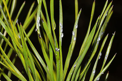 Cinara Subgenus Schizolachnus? Aphids on a Virginia pine sapling at a dense mixed forest edge. Going to go back for some better shots today hopefully.
https://www.jungledragon.com/image/108067/cinara_subgenus_schizolachnus.html
https://www.jungledragon.com/image/108066/cinara_subgenus_schizolachnus.html  Geotagged,United States,Winter