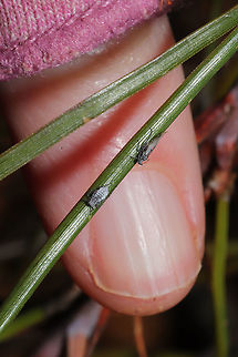 Cinara Subgenus Schizolachnus? Aphids on a Virginia pine sapling at a dense mixed forest edge. Going to go back for some better shots today hopefully.
https://www.jungledragon.com/image/108065/cinara_subgenus_schizolachnus.html
https://www.jungledragon.com/image/108067/cinara_subgenus_schizolachnus.html   Geotagged,United States,Winter