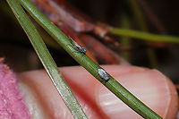 Cinara Subgenus Schizolachnus? Aphids on a Virginia pine sapling at a dense mixed forest edge. Going to go back for some better shots today hopefully.<br />
https://www.jungledragon.com/image/108065/cinara_subgenus_schizolachnus.html<br />
https://www.jungledragon.com/image/108066/cinara_subgenus_schizolachnus.html  Geotagged,United States,Winter
