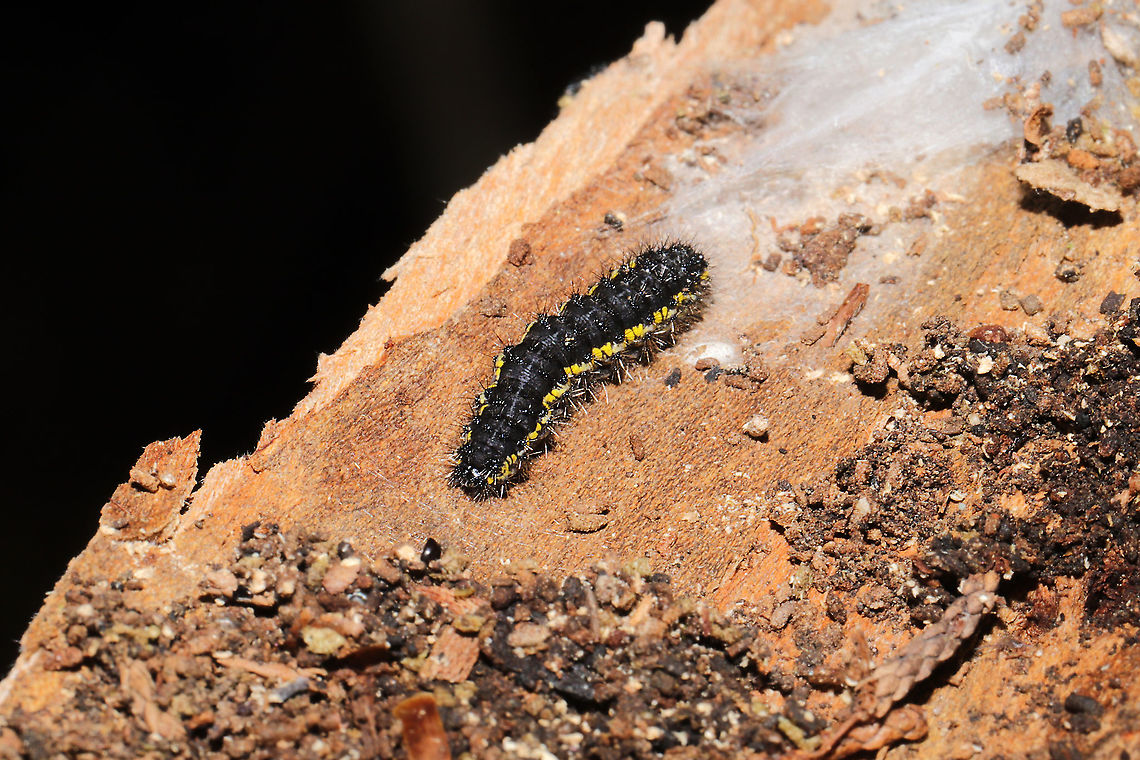 Haploa contigua larva Found overwintering under Juniperus virginiana bark. On a dense mixed forest trail.<br />
<figure class="photo"><a href="https://www.jungledragon.com/image/108069/haploa_contigua_larva.html" title="Haploa contigua larva"><img src="https://s3.amazonaws.com/media.jungledragon.com/images/3231/108069_thumb.jpg?AWSAccessKeyId=05GMT0V3GWVNE7GGM1R2&Expires=1767225610&Signature=ifn2NrexR87gBnp2EcO4Fozqau4%3D" width="200" height="134" alt="Haploa contigua larva H. lecontei or contigua? Found overwintering under Juniperus virginiana bark. On a dense mixed forest trail. <br />
https://www.jungledragon.com/image/108068/haploa_sp.html Geotagged,Haploa contigua,Neighbor moth,United States,Winter" /></a></figure><br />
 Geotagged,Haploa contigua,Neighbor moth,United States,Winter