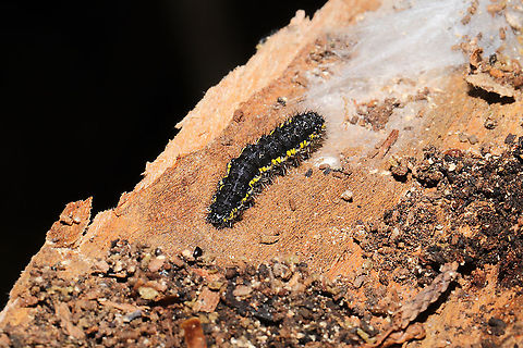 Haploa contigua larva Found overwintering under Juniperus virginiana bark. On a dense mixed forest trail.
https://www.jungledragon.com/image/108069/haploa_sp.html
 Geotagged,Haploa contigua,Neighbor moth,United States,Winter