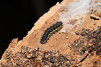 Haploa contigua larva Found overwintering under Juniperus virginiana bark. On a dense mixed forest trail.<br />
https://www.jungledragon.com/image/108069/haploa_sp.html<br />
 Geotagged,Haploa contigua,Neighbor moth,United States,Winter