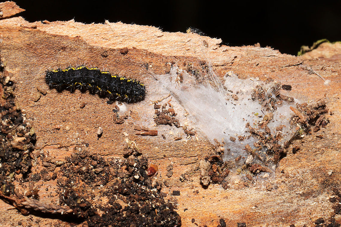 Haploa contigua larva H. lecontei or contigua? Found overwintering under Juniperus virginiana bark. On a dense mixed forest trail. <br />
<figure class="photo"><a href="https://www.jungledragon.com/image/108068/haploa_contigua_larva.html" title="Haploa contigua larva"><img src="https://s3.amazonaws.com/media.jungledragon.com/images/3231/108068_thumb.jpg?AWSAccessKeyId=05GMT0V3GWVNE7GGM1R2&Expires=1767225610&Signature=W5sKQunojezKhfwrApD8a3EHFwo%3D" width="200" height="134" alt="Haploa contigua larva Found overwintering under Juniperus virginiana bark. On a dense mixed forest trail.<br />
https://www.jungledragon.com/image/108069/haploa_sp.html<br />
 Geotagged,Haploa contigua,Neighbor moth,United States,Winter" /></a></figure> Geotagged,Haploa contigua,Neighbor moth,United States,Winter