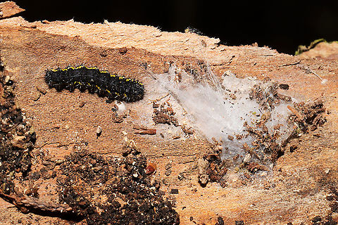 Haploa contigua larva H. lecontei or contigua? Found overwintering under Juniperus virginiana bark. On a dense mixed forest trail. 
https://www.jungledragon.com/image/108068/haploa_sp.html Geotagged,Haploa contigua,Neighbor moth,United States,Winter