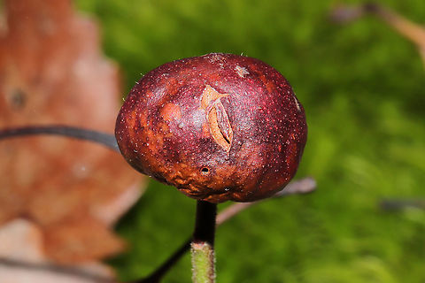 Blueberry Stem Gall Wasp (Hemadas nubilipennis) On a Vaccinium pallidum stem on a forested trail. Note the exit hole! Blueberry Stem Gall Wasp,Geotagged,Hemadas nubilipennis,United States,Winter