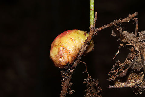 Blueberry Stem Gall Wasp (Hemadas nubilipennis) Growing on Vaccinium pallidum in a dense mixed forest.
https://www.jungledragon.com/image/108279/blueberry_stem_gall_wasp_hemadas_nubilipennis.html Blueberry Stem Gall Wasp,Geotagged,Hemadas nubilipennis,United States,Winter