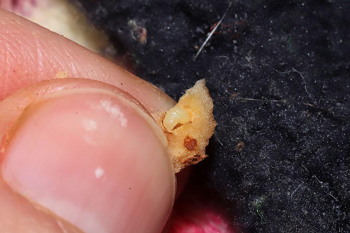 Blueberry Stem Gall Wasp Larva (Hemadas nubilipennis) From inside a gall on Vaccinium pallidum in a dense mixed forest. <br />
<figure class="photo"><a href="https://www.jungledragon.com/image/108278/blueberry_stem_gall_wasp_hemadas_nubilipennis.html" title="Blueberry Stem Gall Wasp (Hemadas nubilipennis)"><img src="https://s3.amazonaws.com/media.jungledragon.com/images/3231/108278_thumb.jpg?AWSAccessKeyId=05GMT0V3GWVNE7GGM1R2&Expires=1763596810&Signature=j7CB5wtnNLAhtDXeOQzFQFzYCUE%3D" width="200" height="134" alt="Blueberry Stem Gall Wasp (Hemadas nubilipennis) Growing on Vaccinium pallidum in a dense mixed forest.<br />
https://www.jungledragon.com/image/108279/blueberry_stem_gall_wasp_hemadas_nubilipennis.html Blueberry Stem Gall Wasp,Geotagged,Hemadas nubilipennis,United States,Winter" /></a></figure> Blueberry Stem Gall Wasp,Geotagged,Hemadas nubilipennis,United States,Winter