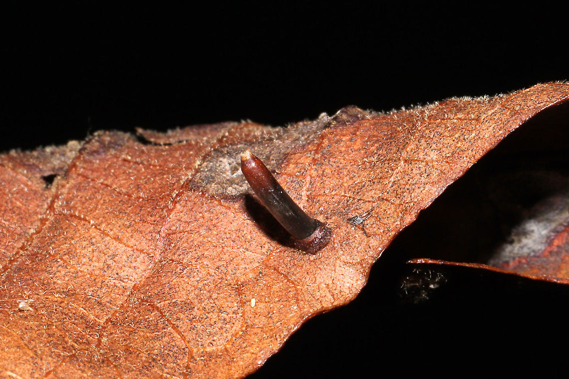 Hickory Bullet Gall Midge (Caryomyia tubicola) On a hickory leaf at a dense mixed forest edge.<br />
 Caryomyia tubicola,Fall,Geotagged,Hickory Bullet Gall Midge,United States
