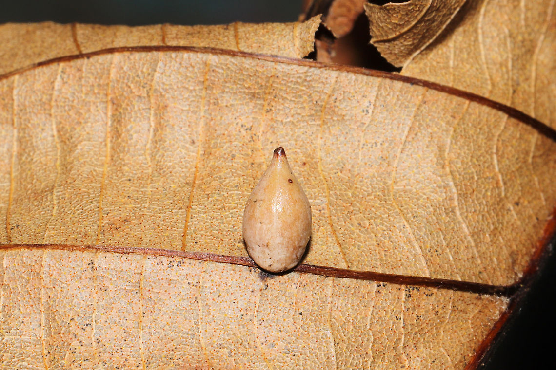 Hickory Onion Gall Midge (Caryomyia caryaecola) On a hickory leaf at a dense mixed forest edge.<br />
 Caryomyia caryaecola,Fall,Geotagged,Hickory Onion Gall Midge,United States