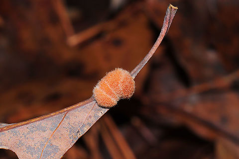 White Oak Gall Wasp (Andricus quercusflocci) On the underside midrib vein of a white oak leaf. Andricus quercusflocci,Fall,Geotagged,United States