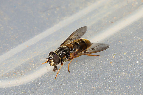 Common Copperback Fly (Ferdinandea buccata) At a disturbed forest edge.
https://www.jungledragon.com/image/108427/common_copperback_fly_ferdinandea_buccata.html Fall,Ferdinandea buccata,Geotagged,United States